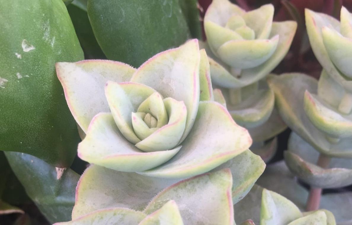 Monsoon Madness Plant Sale